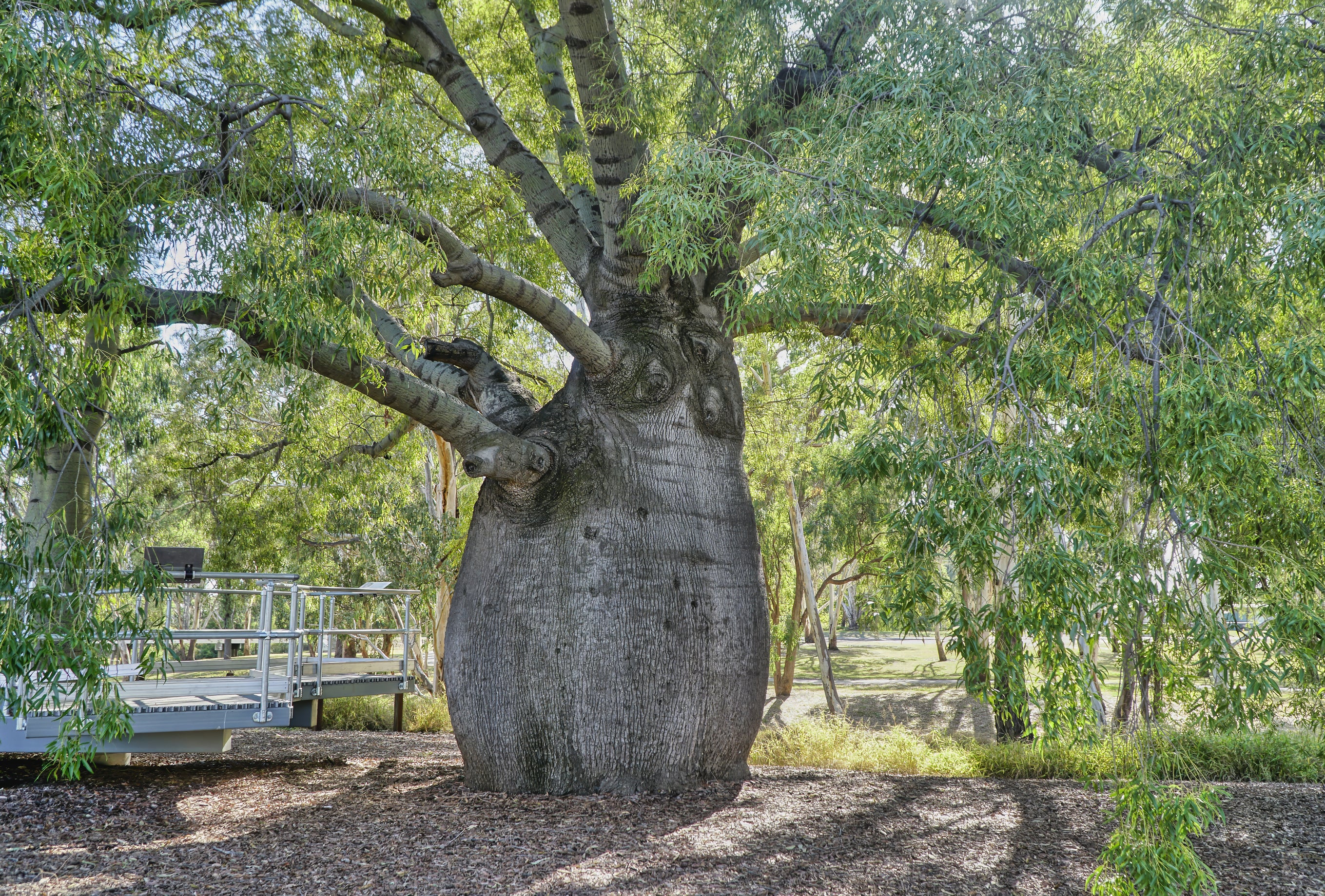Brachychiton rupestris Queensland Bottle Tree