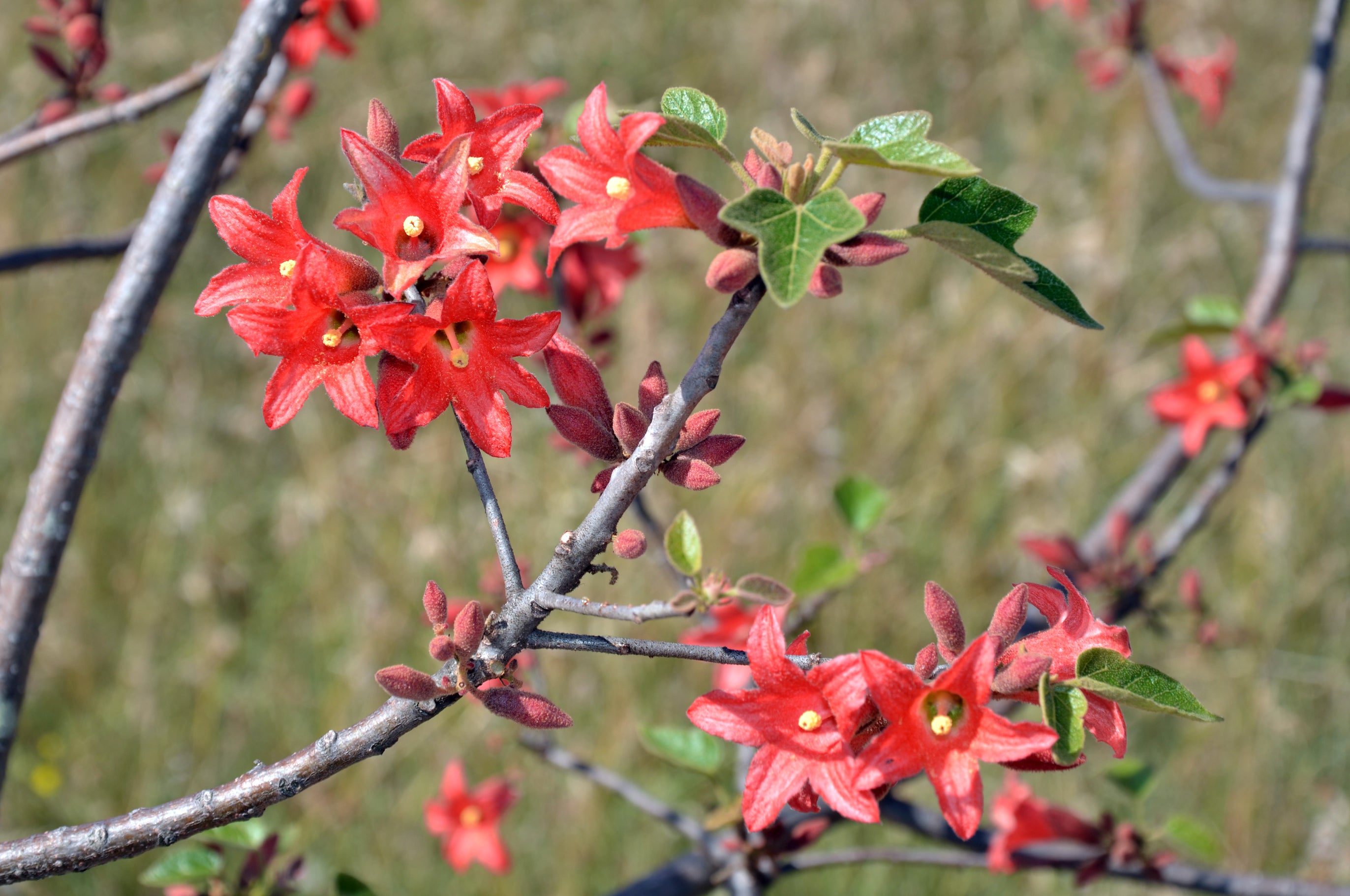 Brachychiton bidwillii
