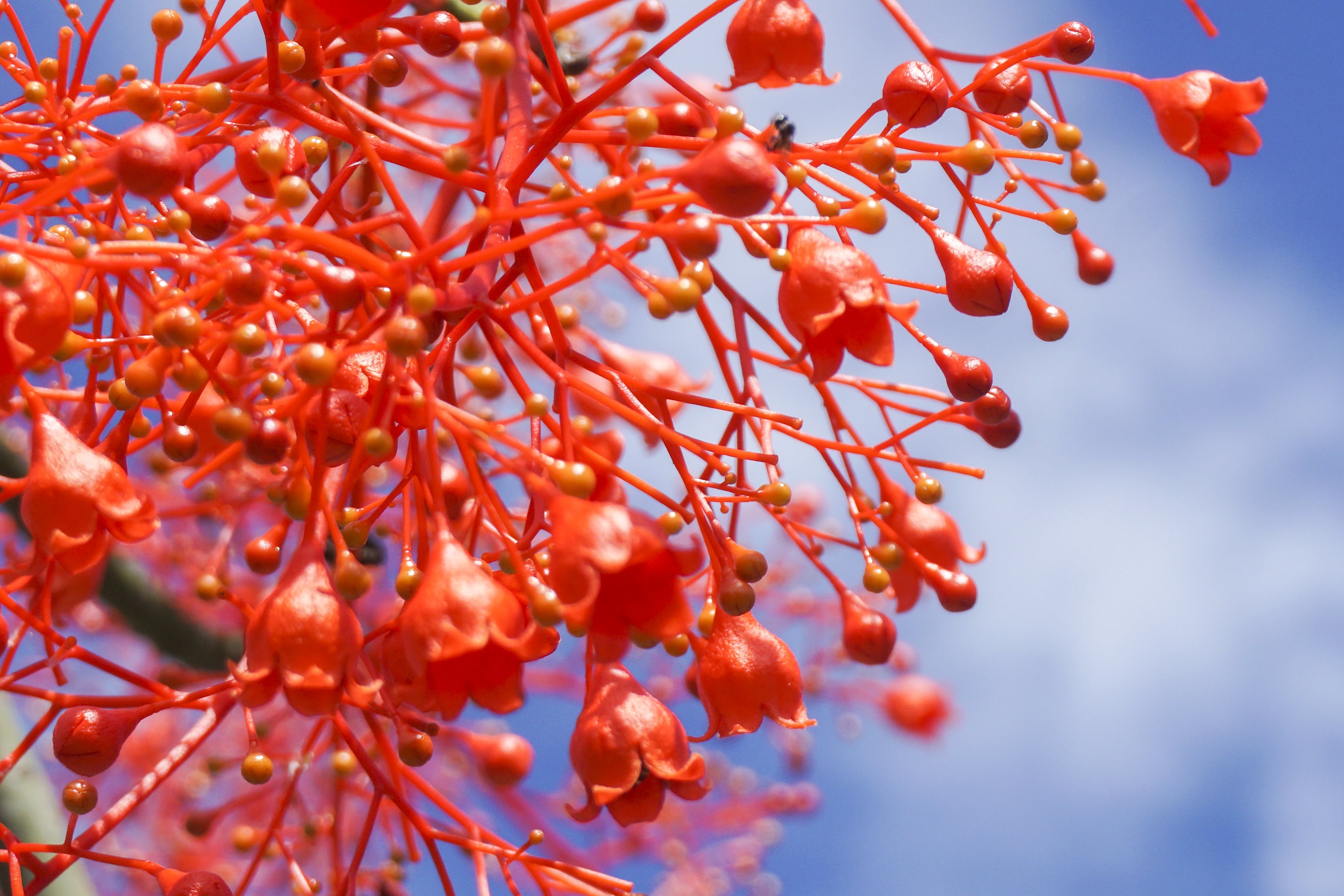 Brachychiton Jerilderie Red Grafted