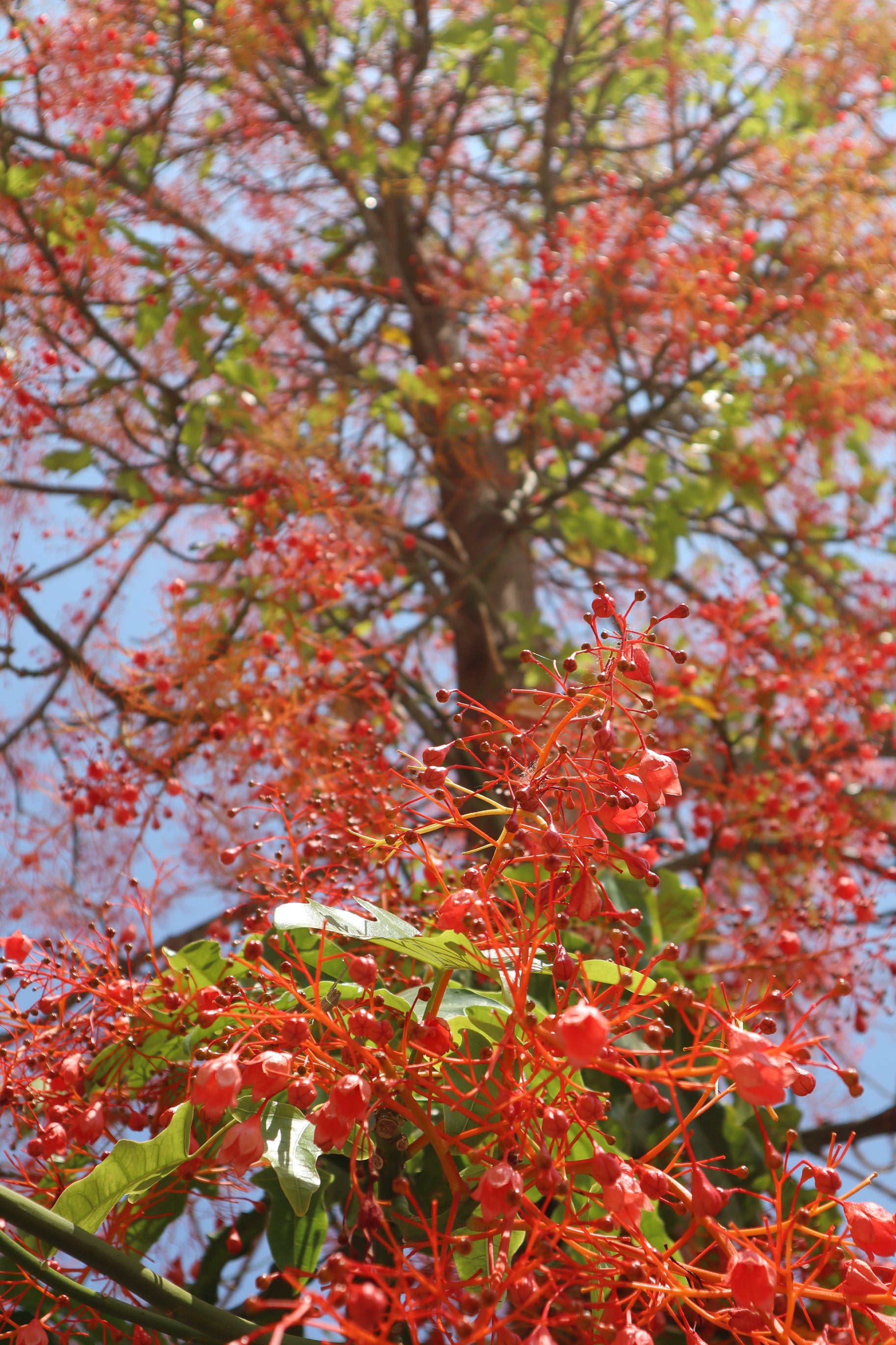 Brachychiton Jerilderie Red Grafted