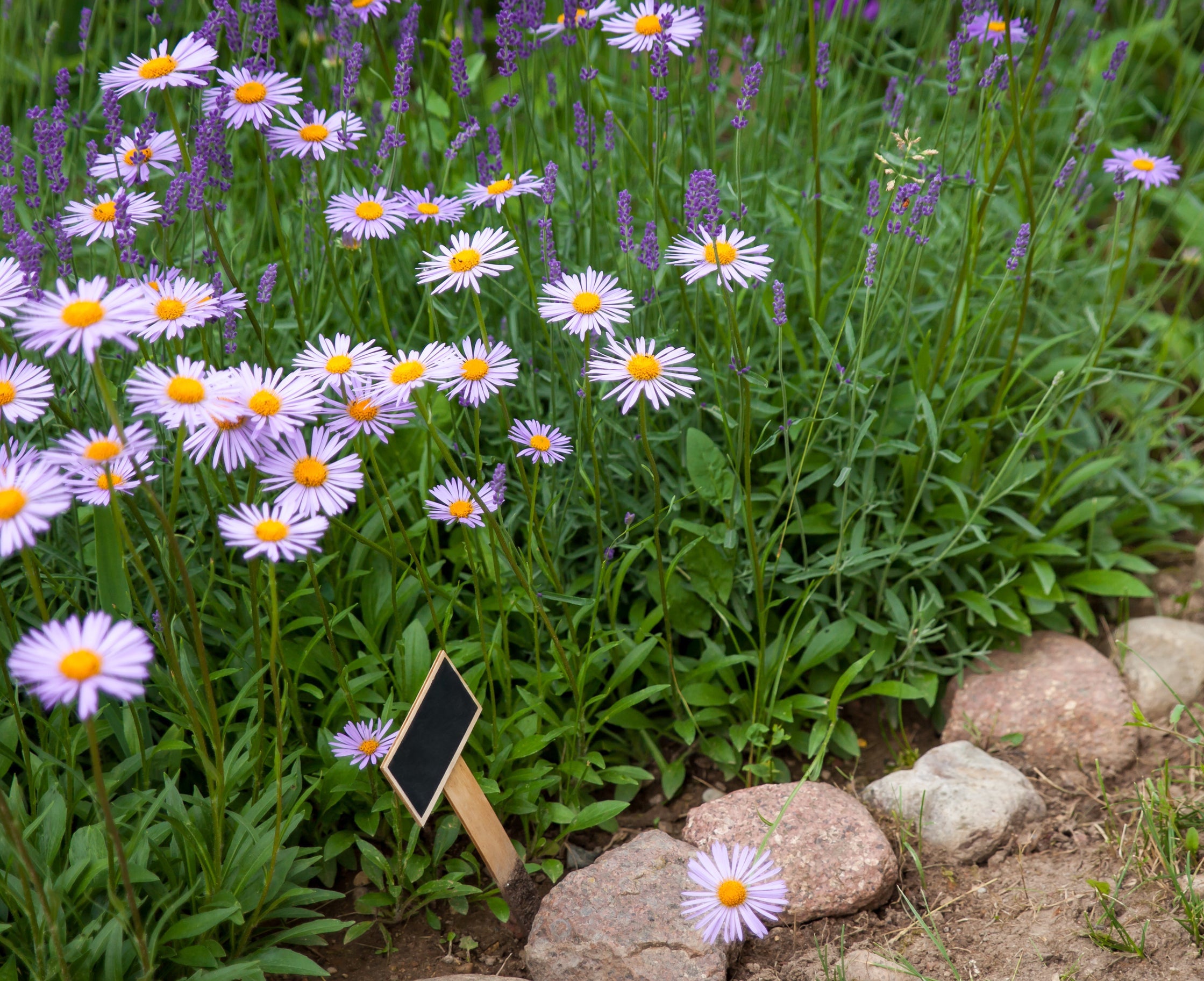 Brachyscome multifida