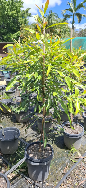 Buckinghamia celsissima