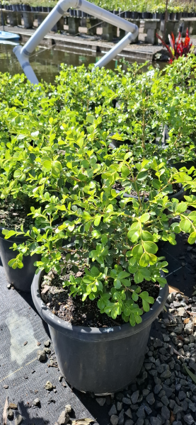 Buxus microphylla japonica Japanese Box