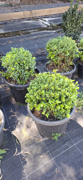 Buxus microphylla japonica Japanese Box