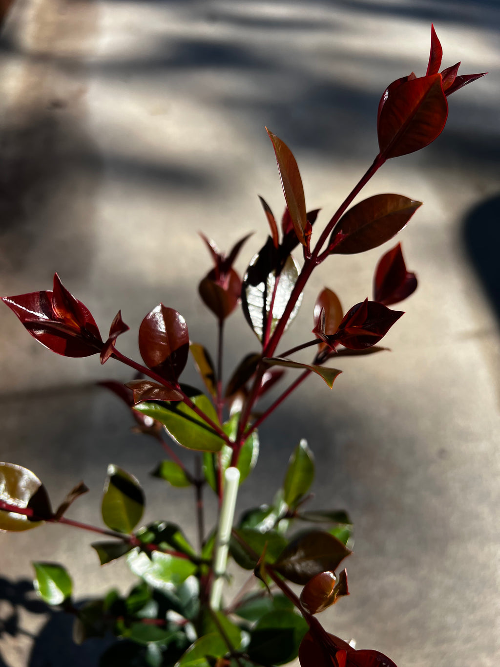 Syzygium australe Big Red