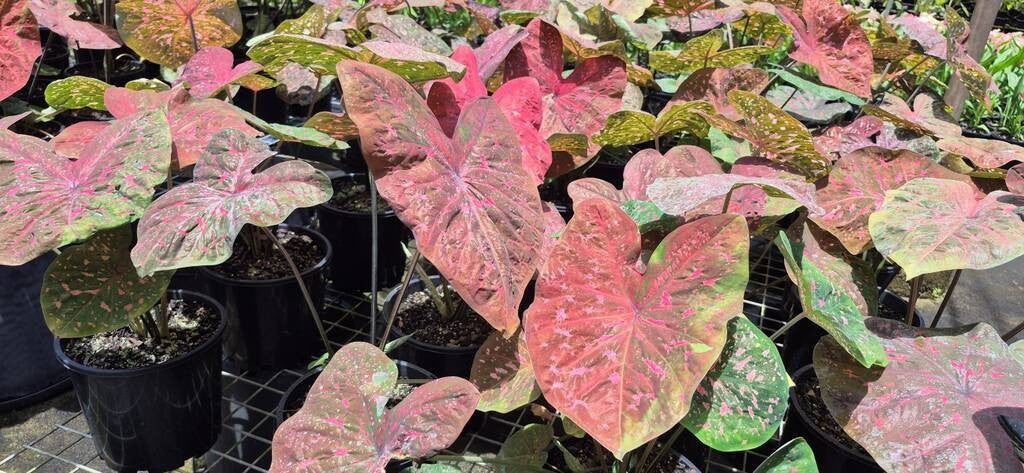 Caladium Raspberry Ripple