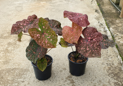 Caladium Raspberry Ripple