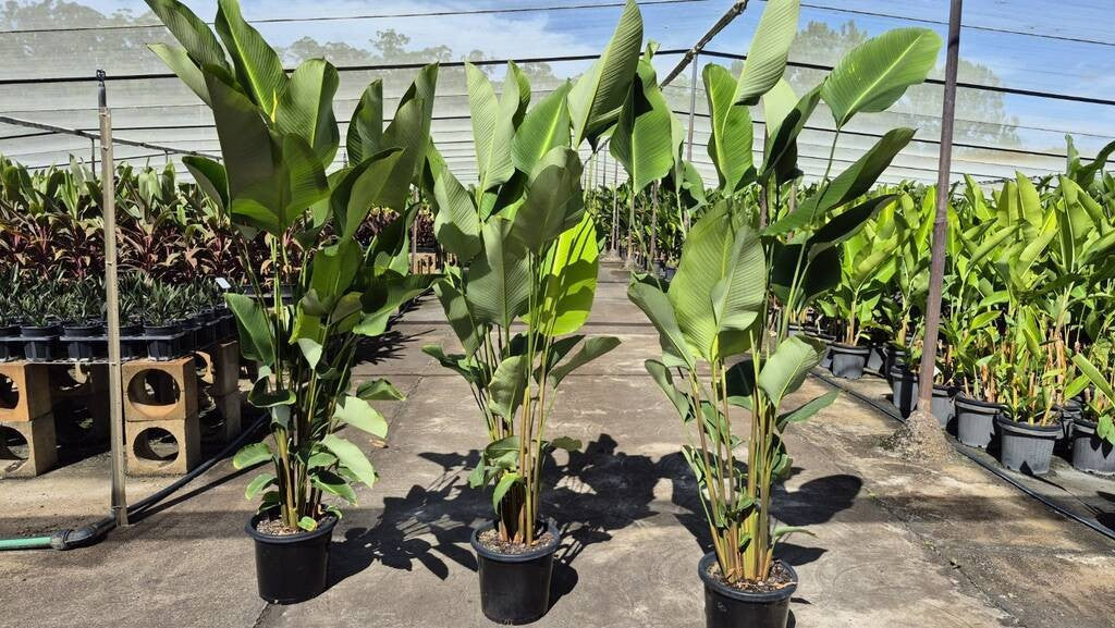 Calathea crotalifera Yellow Rattleshaker