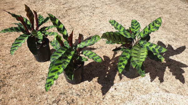 Calathea insignis Rattlesnake
