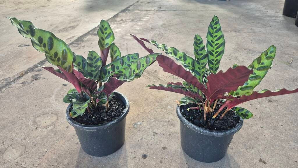 Calathea insignis Rattlesnake