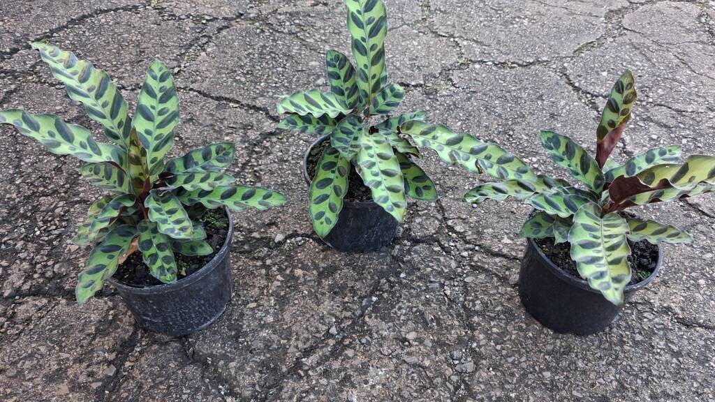 Calathea insignis Rattlesnake (syn. Goeppertia)