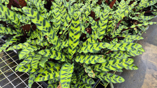Calathea insignis Rattlesnake