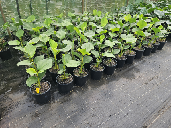 Calathea lutea - Cuban Cigar