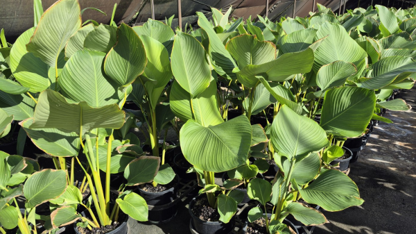 Calathea lutea - Cuban Cigar