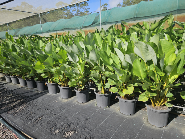 Calathea lutea - Cuban Cigar