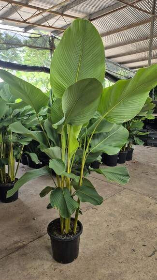Calathea lutea - Cuban Cigar
