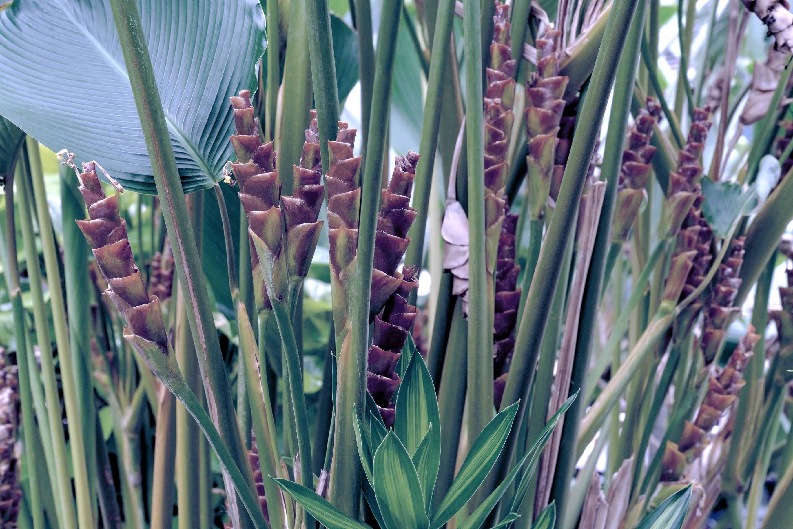 Calathea lutea - Cuban Cigar