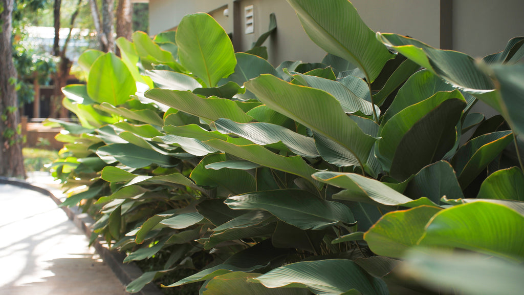 Calathea lutea - Cuban Cigar