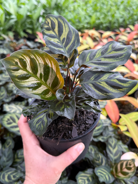 Calathea makoyana