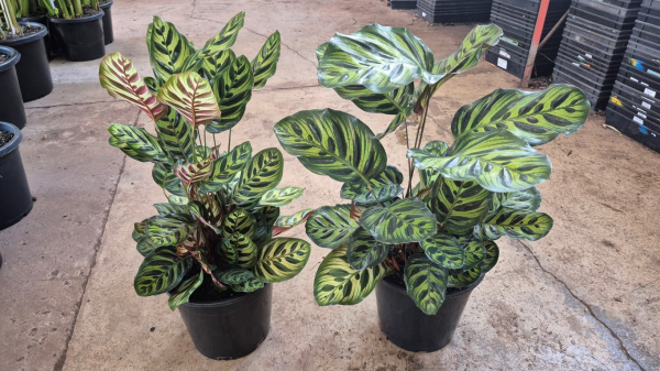 Calathea makoyana