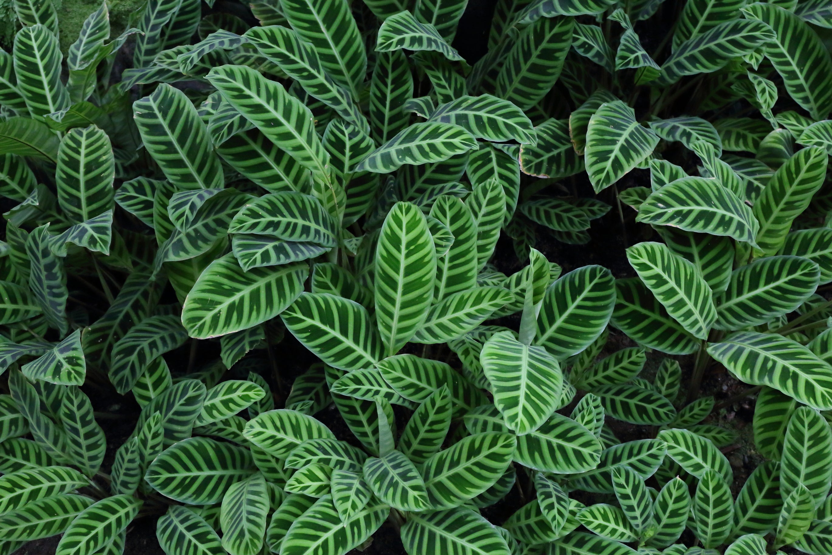 Calathea zebrina