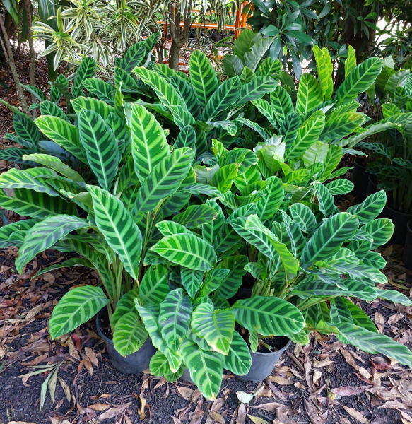 Calathea zebrina