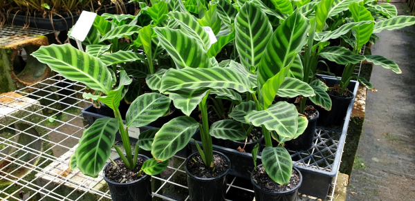 Calathea zebrina