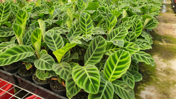Calathea zebrina