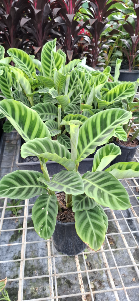 Calathea zebrina