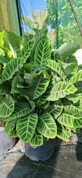 Calathea zebrina