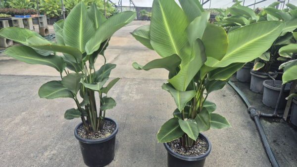 Calathea crotalifera Yellow Rattleshaker