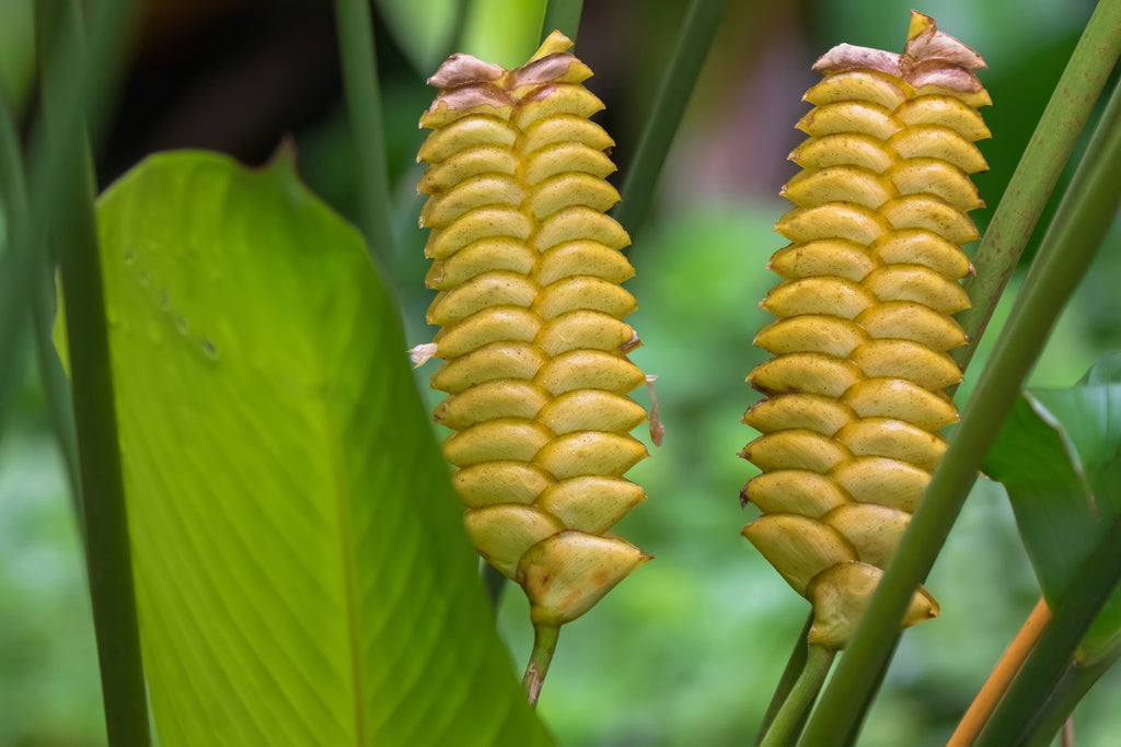 calathea crotalifera Calathea crotalifera Yellow Rattleshaker