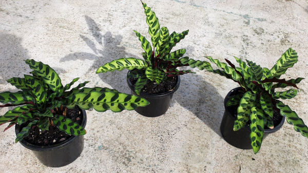 Calathea insignis Rattlesnake