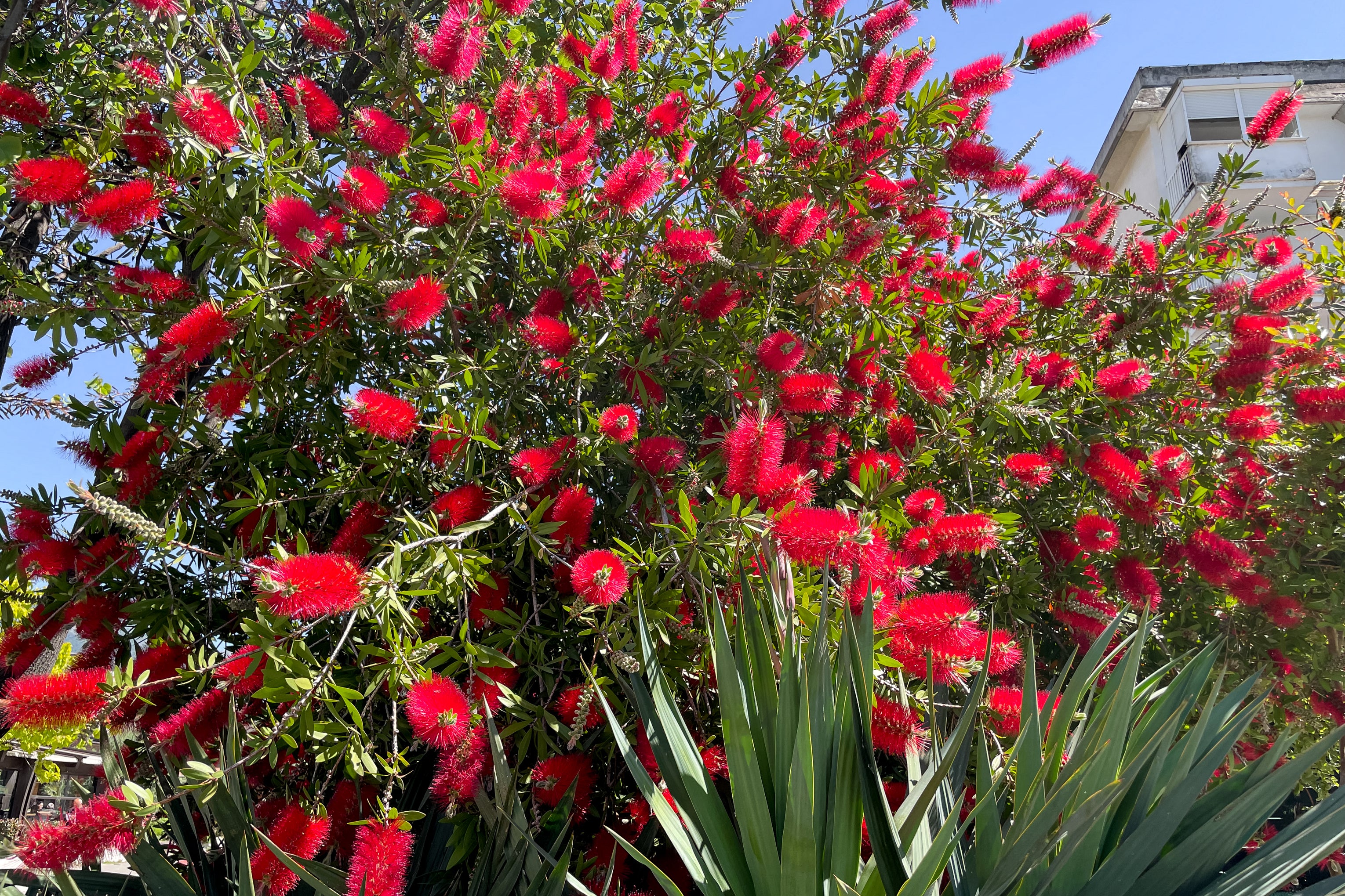 Callistemon citrinus Endeavour