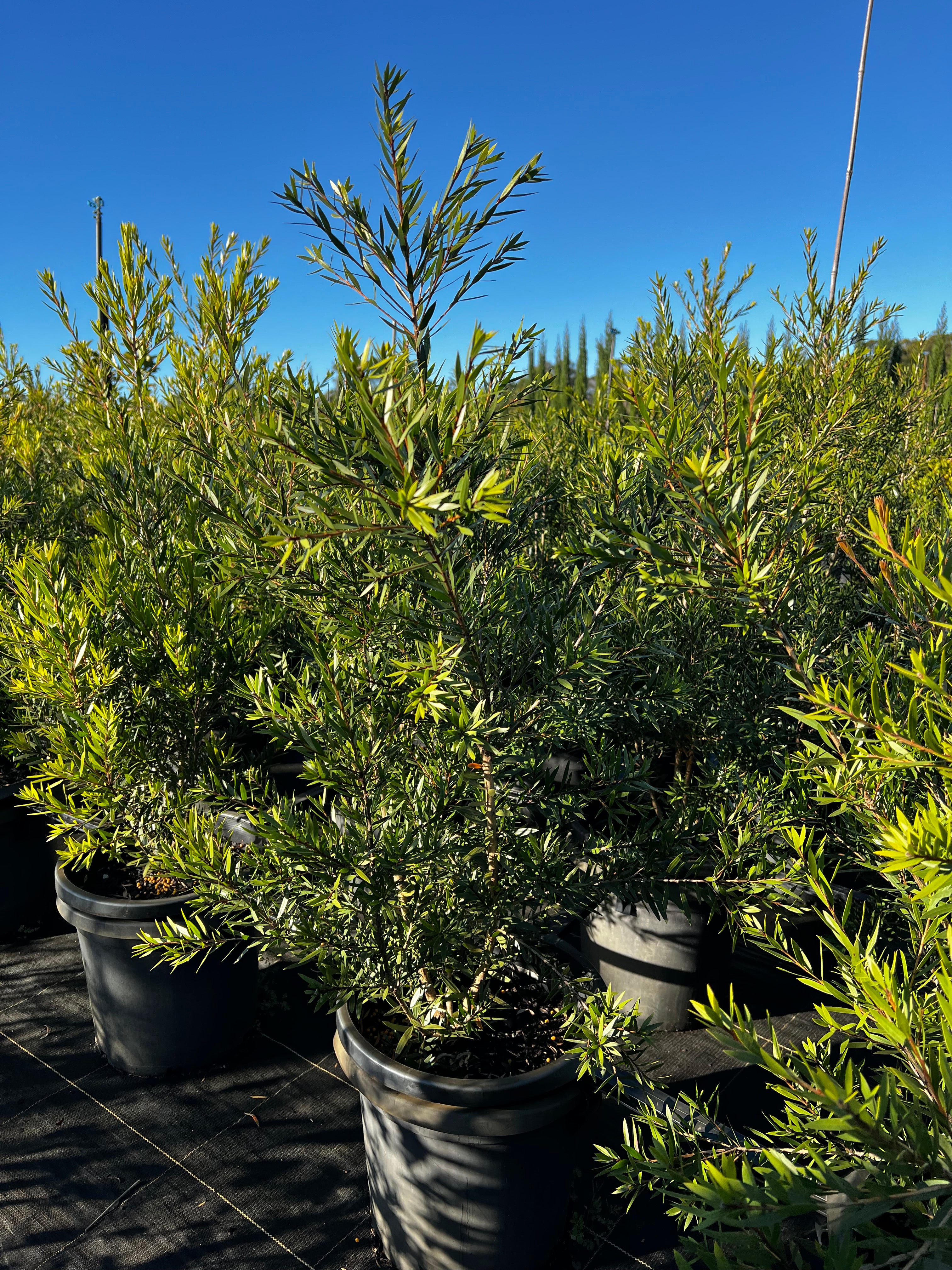 Callistemon viminalis SLIM