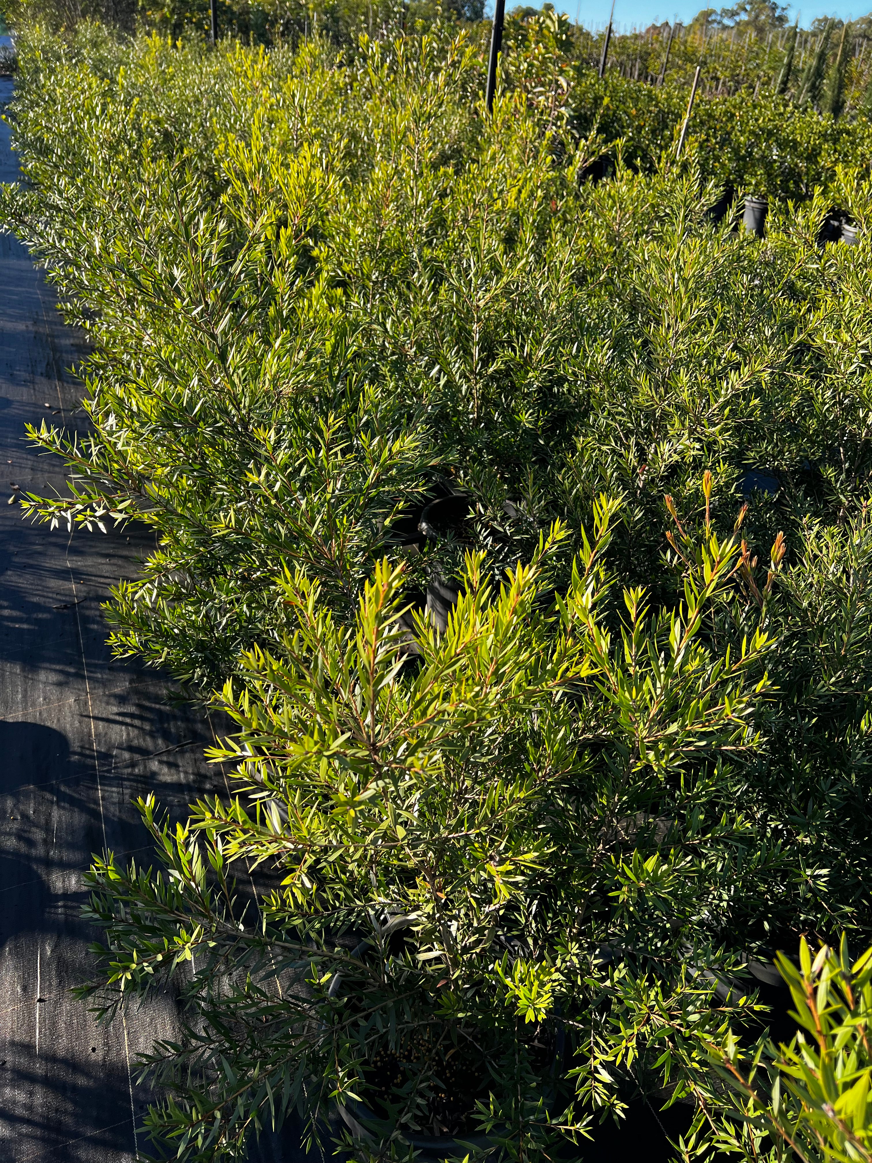 Callistemon viminalis SLIM