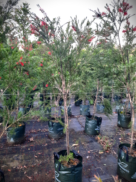 Callistemon viminalis Dawson River Weeper