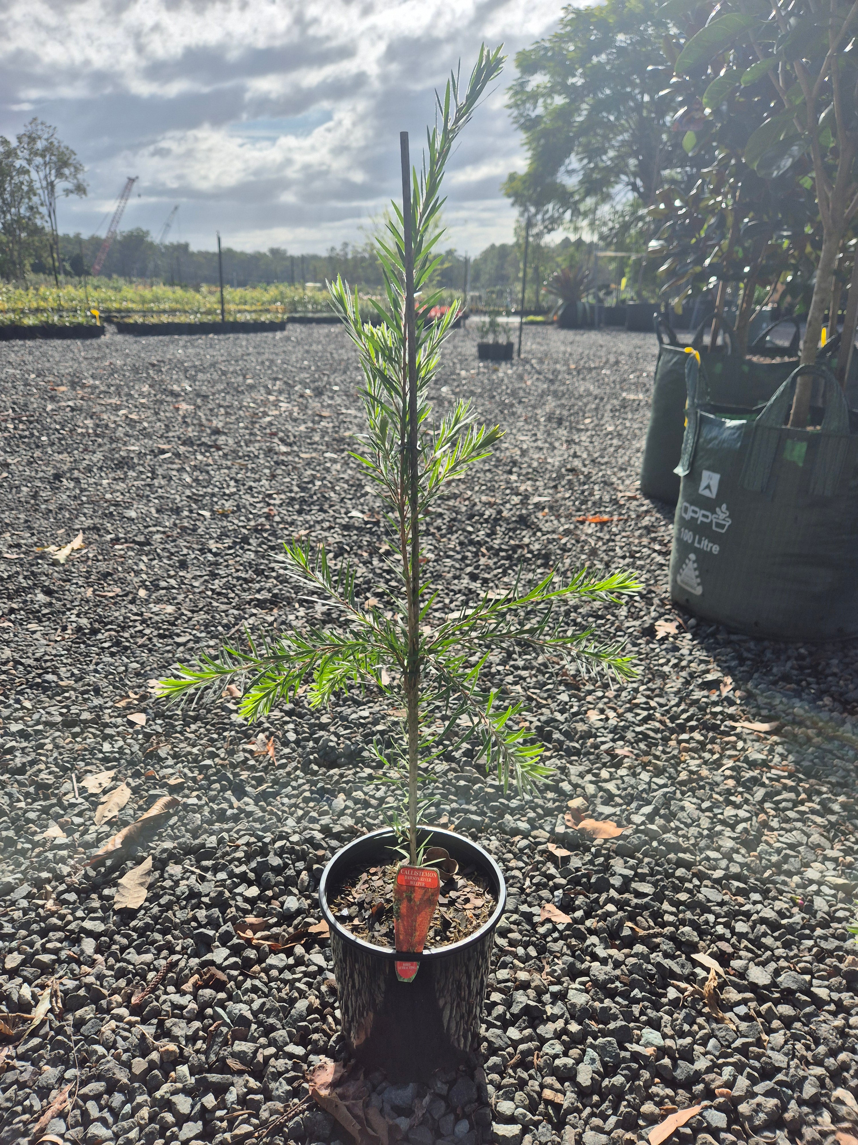 Callistemon viminalis Dawson River Weeper