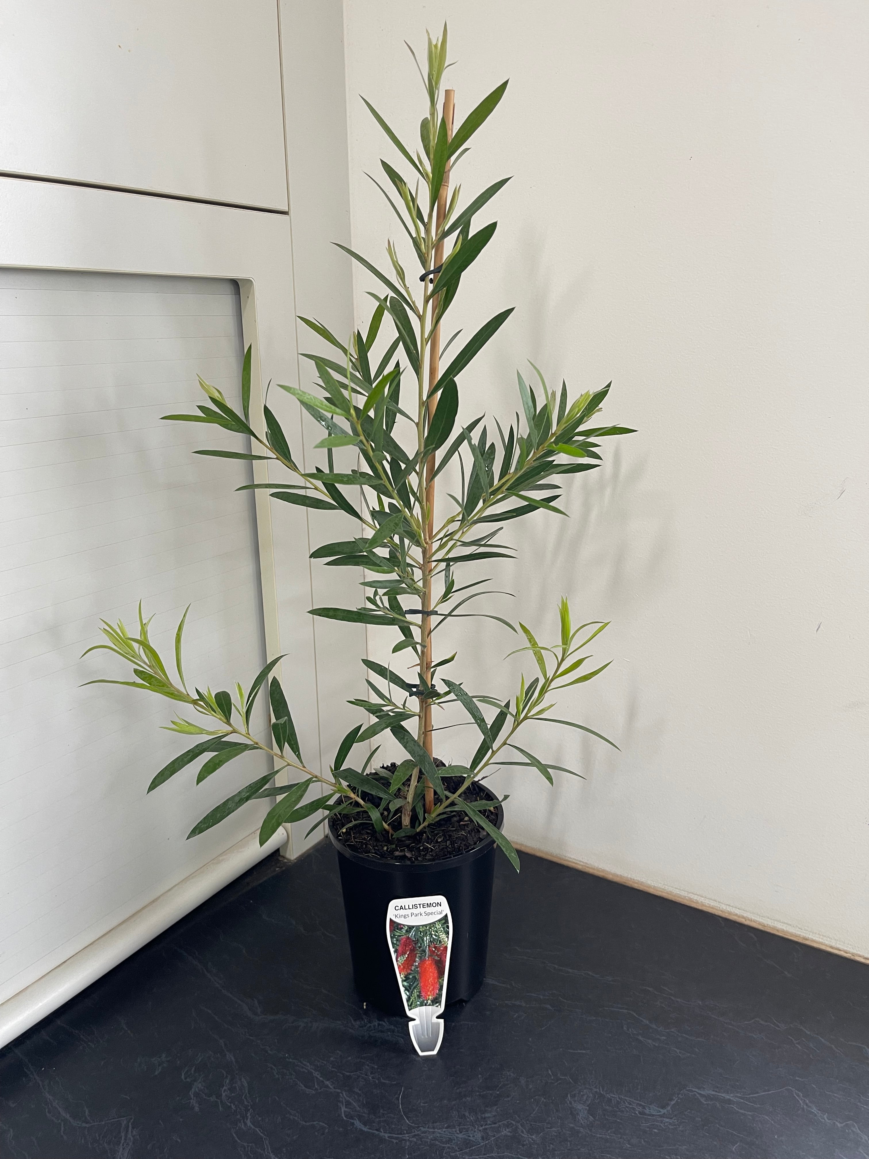 Callistemon Kings Park Special