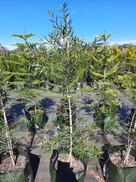 Callistemon Kings Park Special