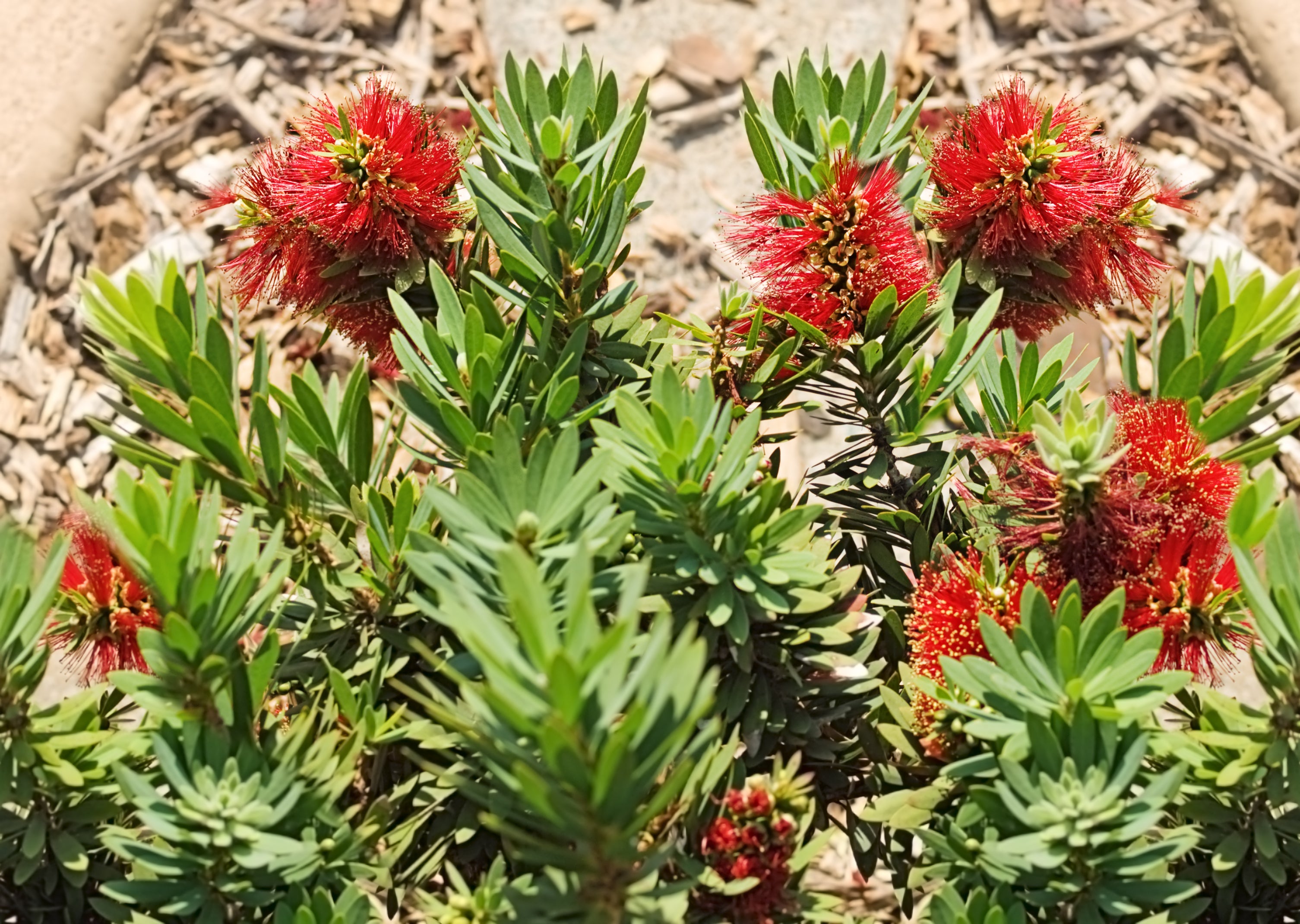 Callistemon Little John