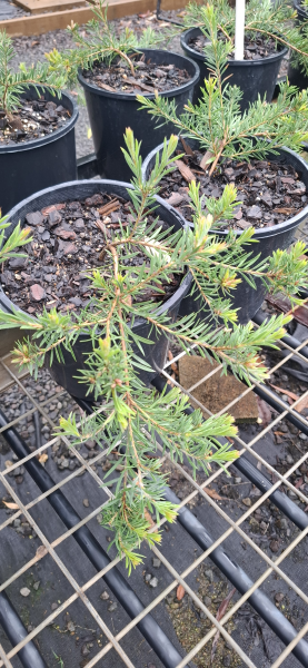 Callistemon pearsonii Rocky Rambler
