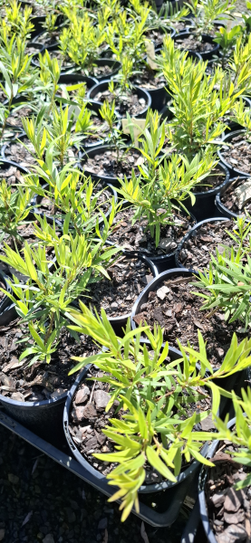 Callistemon viminalis Captain Cook