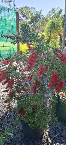 Callistemon viminalis Captain Cook