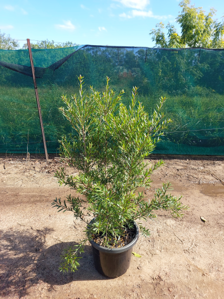Callistemon viminalis SLIM