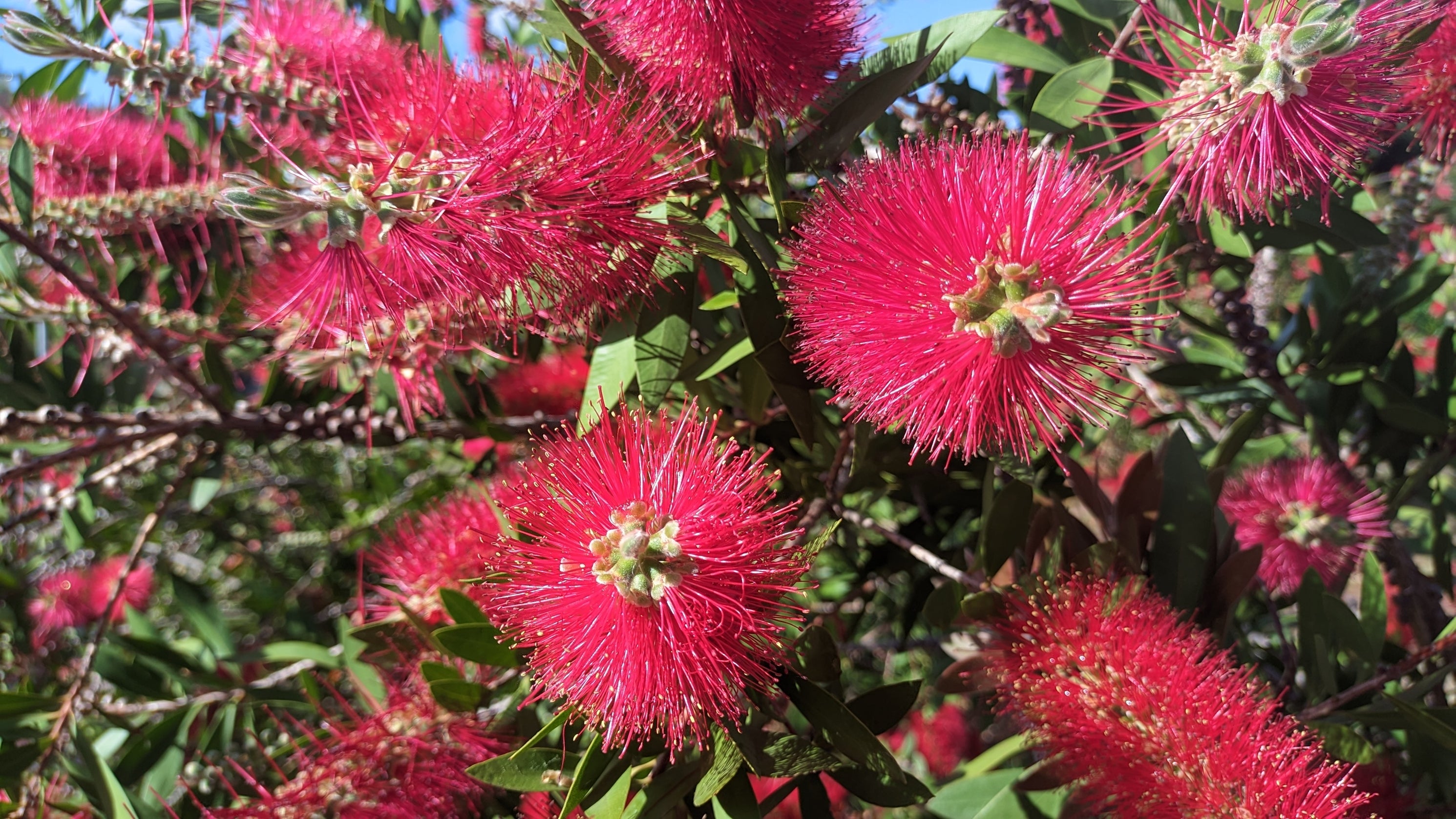 Callistemon Candy Burst