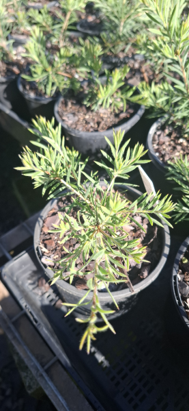 Callistemon pearsonii Rocky Rambler