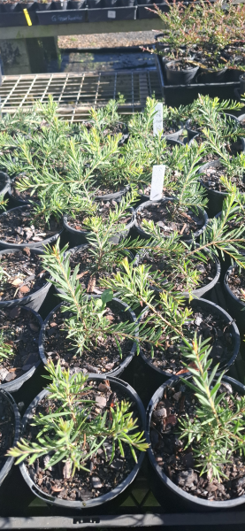 Callistemon pearsonii Rocky Rambler