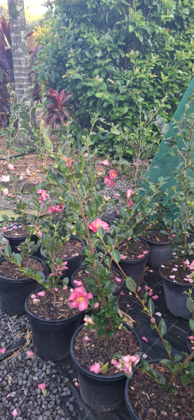 Camellia sasanqua Jennifer Susan