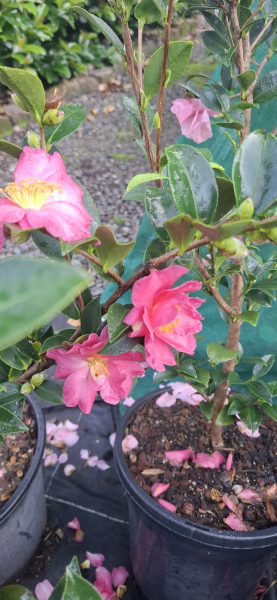 Camellia sasanqua Jennifer Susan